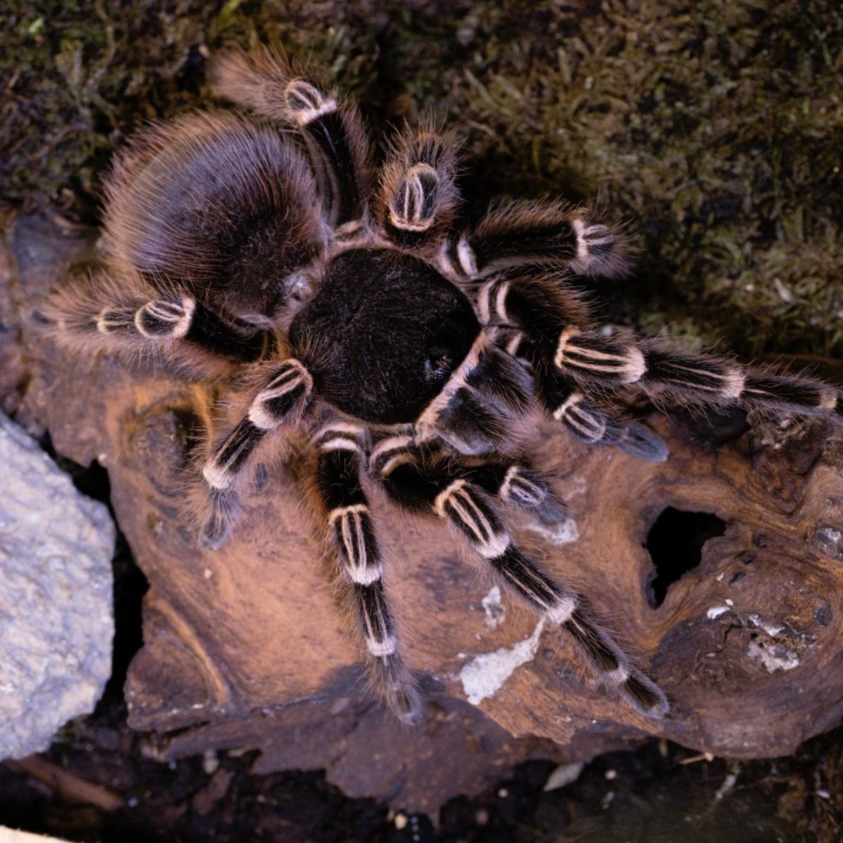 Acanthoscurria geniculata 3
